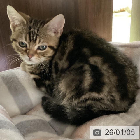 埼玉県のアメリカンショートヘアー (ペットプラス 羽生店/2025年9月22日生まれ/女の子/ブラウンタビー)の子猫の4枚目の画像