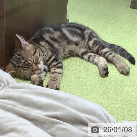 埼玉県のアメリカンショートヘアー (ペットプラス 羽生店/2025年9月22日生まれ/女の子/ブラウンタビー)の子猫の3枚目の画像