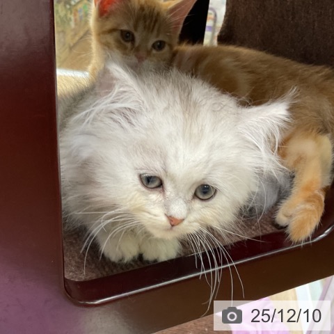 福島県のペルシャ (ペットプラス 福島店/2025年10月4日生まれ/男の子/チンチラシルバー)の子猫の4枚目の画像