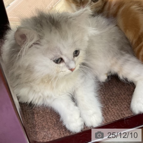 福島県のペルシャ (ペットプラス 福島店/2025年10月4日生まれ/男の子/チンチラシルバー)の子猫の3枚目の画像