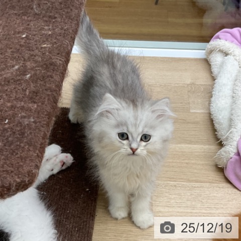 福島県のペルシャ (ペットプラス 福島店/2025年10月4日生まれ/男の子/チンチラシルバー)の子猫の4枚目の画像