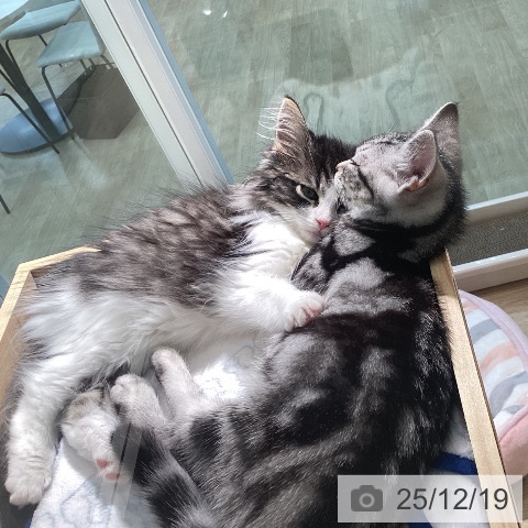 宮城県のノルウェージャンフォレストキャット (ペットプラス 仙台泉大沢店/2025年10月2日生まれ/男の子/ブラウンマッカレルタビーホワイト)の子猫の3枚目の画像