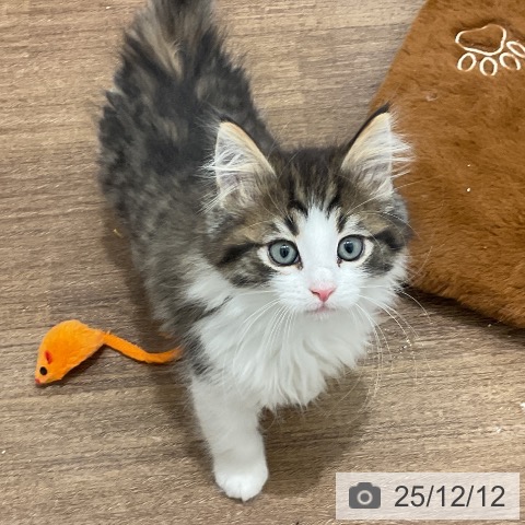 埼玉県のノルウェージャンフォレストキャット (ペッツワン 吉川美南店/2025年10月2日生まれ/男の子/ブラウンマッカレルタビーホワイト)の子猫の4枚目の画像