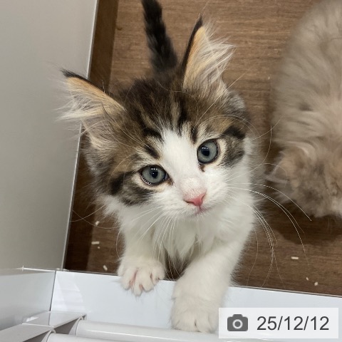 埼玉県のノルウェージャンフォレストキャット (ペッツワン 吉川美南店/2025年10月2日生まれ/男の子/ブラウンマッカレルタビーホワイト)の子猫の3枚目の画像