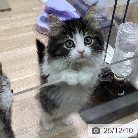 ノルウェージャンフォレストキャットの写真