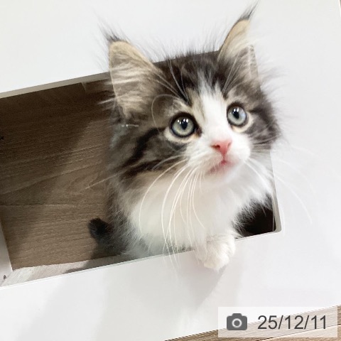 ノルウェージャンフォレストキャットの写真