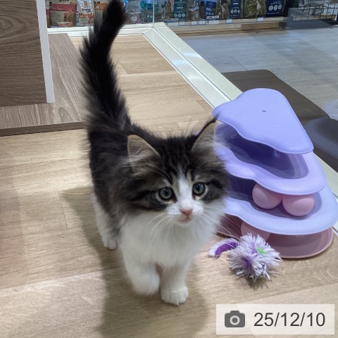 ノルウェージャンフォレストキャットの写真