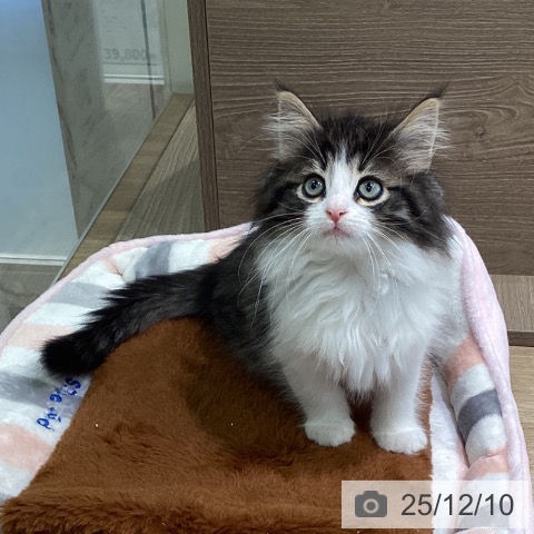 ノルウェージャンフォレストキャットの写真