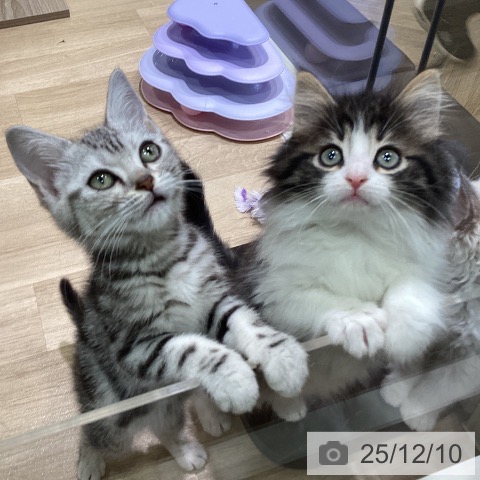 ノルウェージャンフォレストキャットの写真