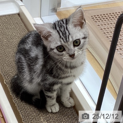 アメリカンショートヘアの写真