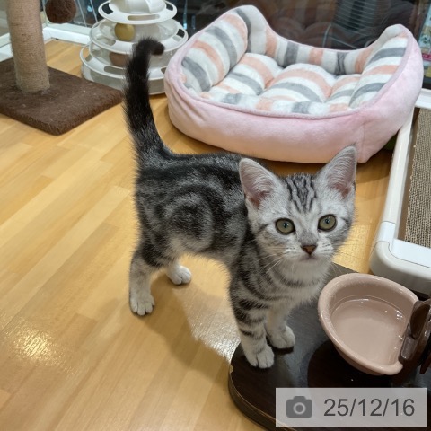 香川県のアメリカンショートヘアー (ペットプラス 綾川店/2025年9月25日生まれ/女の子/シルバータビー)の子猫の4枚目の画像