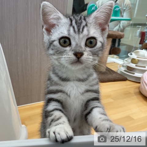 香川県のアメリカンショートヘアー (ペットプラス 綾川店/2025年9月25日生まれ/女の子/シルバータビー)の子猫の3枚目の画像