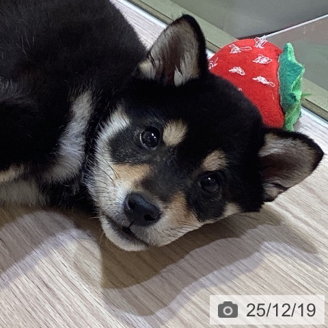 千葉県の柴犬(標準サイズ) (ペットプラス 幕張新都心店/2025年10月7日生まれ/男の子/黒)の子犬の4枚目の画像