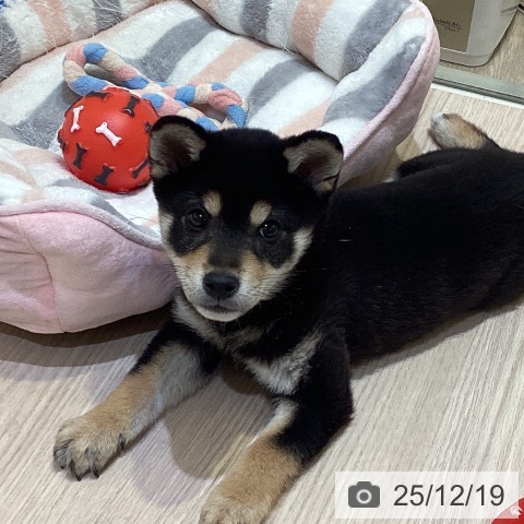 千葉県の柴犬(標準サイズ) (ペットプラス 幕張新都心店/2025年10月7日生まれ/男の子/黒)の子犬の3枚目の画像