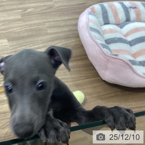 茨城県のイタリアングレーハウンド (ペッツワン 阿見店/2025年10月6日生まれ/男の子/ブルーホワイトマーキングス)の子犬の4枚目の画像