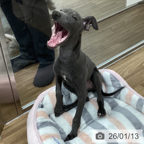 茨城県のイタリアングレーハウンド (ペッツワン 阿見店/2025年10月6日生まれ/男の子/ブルーホワイトマーキングス)の子犬の3枚目の画像