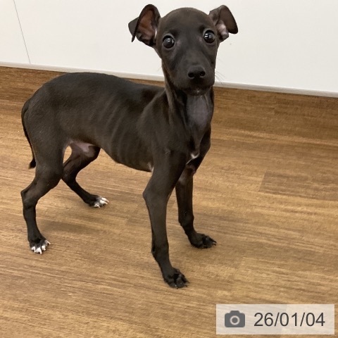 茨城県のイタリアングレーハウンド (ペットプラス つくば店/2025年10月6日生まれ/男の子/ブラックホワイトマーキングス)の子犬の3枚目の画像