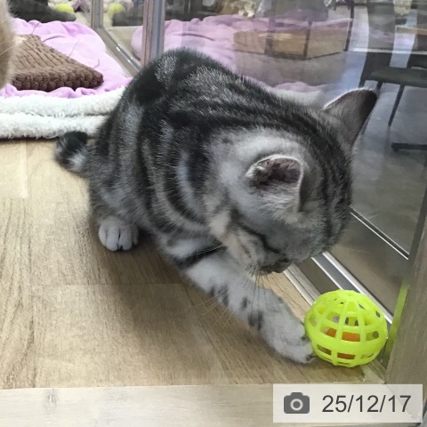 茨城県のアメリカンショートヘアー (ペットプラス つくば店/2025年9月22日生まれ/男の子/シルバータビー)の子猫の4枚目の画像