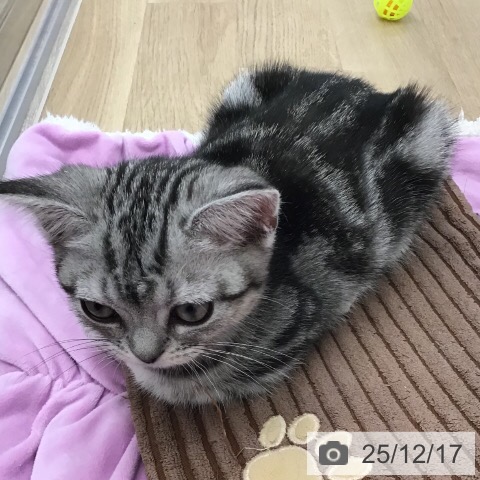 茨城県のアメリカンショートヘアー (ペットプラス つくば店/2025年9月22日生まれ/男の子/シルバータビー)の子猫の3枚目の画像