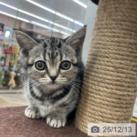 アメリカンショートヘアの写真