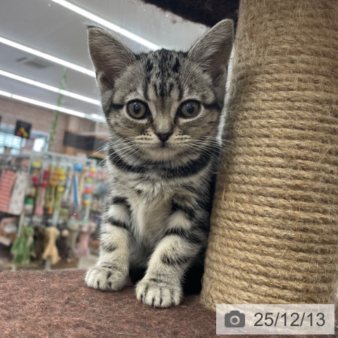 アメリカンショートヘアの写真