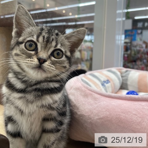 神奈川県のアメリカンショートヘアー (ペットプラス 相模原並木店/2025年9月22日生まれ/女の子/シルバータビー)の子猫の4枚目の画像