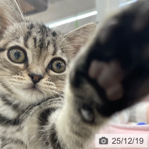 神奈川県のアメリカンショートヘアー (ペットプラス 相模原並木店/2025年9月22日生まれ/女の子/シルバータビー)の子猫の3枚目の画像