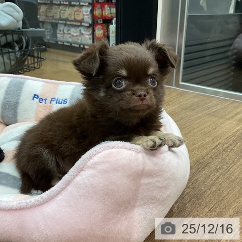 埼玉県のチワワ(ロング) (ペッツワン 吉川美南店/2025年10月9日生まれ/男の子/チョコレートタン)の子犬の4枚目の画像