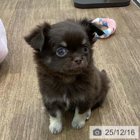 埼玉県のチワワ(ロング) (ペッツワン 吉川美南店/2025年10月9日生まれ/男の子/チョコレートタン)の子犬の3枚目の画像