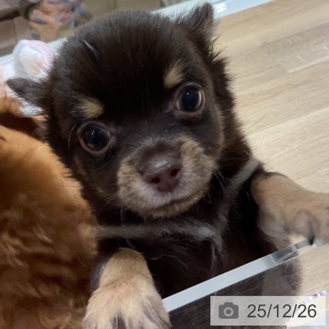 神奈川県のチワワ(ロング) (ペットプラス 湘南平塚店/2025年10月9日生まれ/男の子/チョコレートタン)の子犬の3枚目の画像