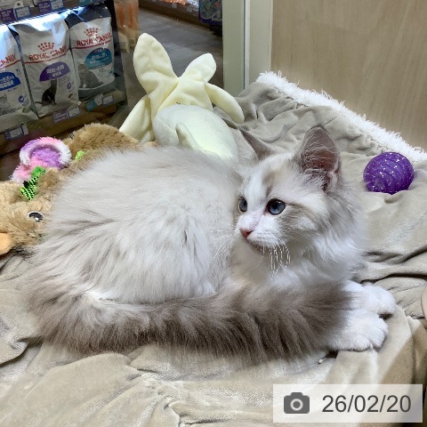 ラグドールの写真