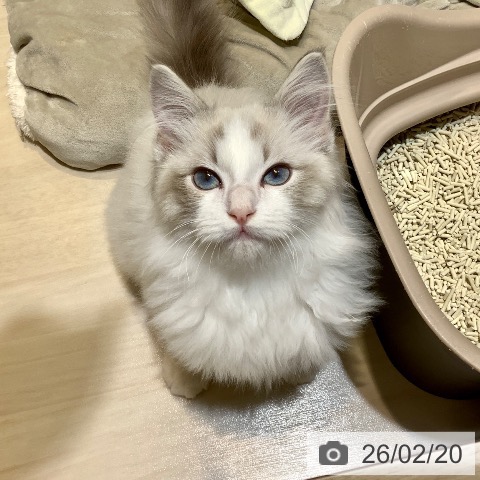 ラグドールの写真