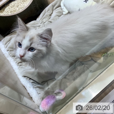 ラグドールの写真