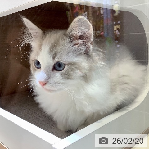 ラグドールの写真