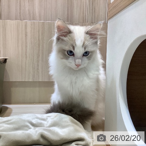 ラグドールの写真