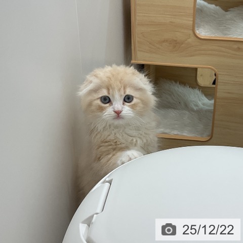 埼玉県のスコティッシュフォールド (ペッツワン 吉川美南店/2025年10月9日生まれ/男の子/クリームタビーホワイト)の子猫の3枚目の画像