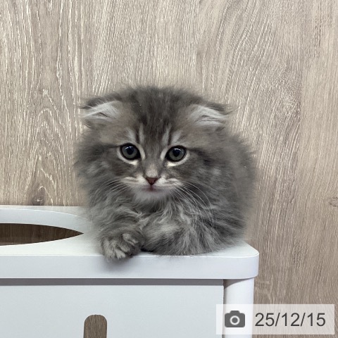 茨城県のスコティッシュフォールド (ペットプラス つくば店/2025年10月9日生まれ/男の子/ブルータビーホワイト)の子猫の4枚目の画像