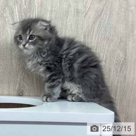 茨城県のスコティッシュフォールド (ペットプラス つくば店/2025年10月9日生まれ/男の子/ブルータビーホワイト)の子猫の3枚目の画像