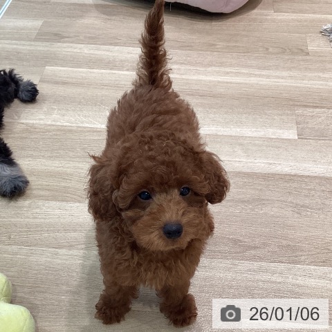 神奈川県のトイプードル(トイ) (ペットプラス ゆめが丘ソラトス店/2025年10月10日生まれ/男の子/レッド)の子犬の4枚目の画像