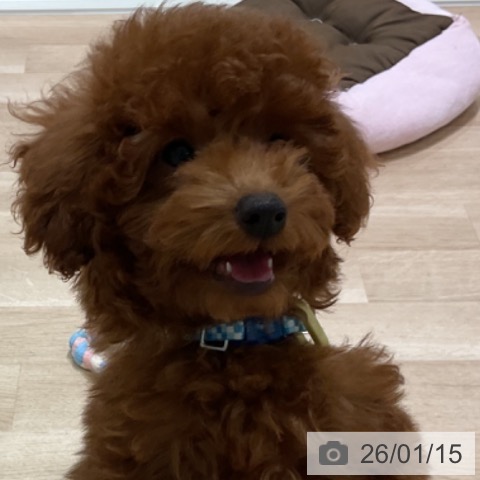 神奈川県のトイプードル(トイ) (ペッツワン 横須賀久里浜店/2025年10月10日生まれ/男の子/レッド)の子犬の4枚目の画像