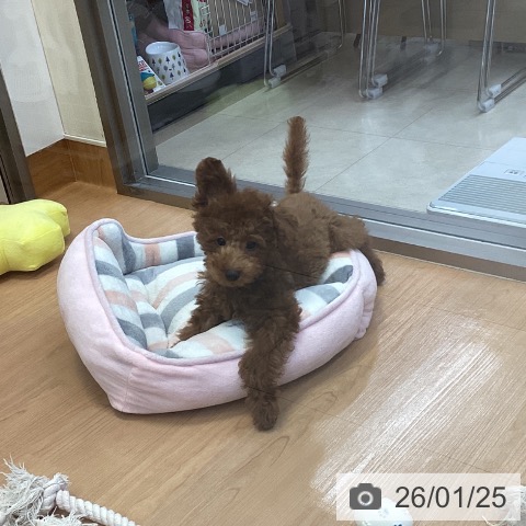 神奈川県のトイプードル(トイ) (ペッツワン 横須賀久里浜店/2025年10月10日生まれ/男の子/レッド)の子犬の4枚目の画像