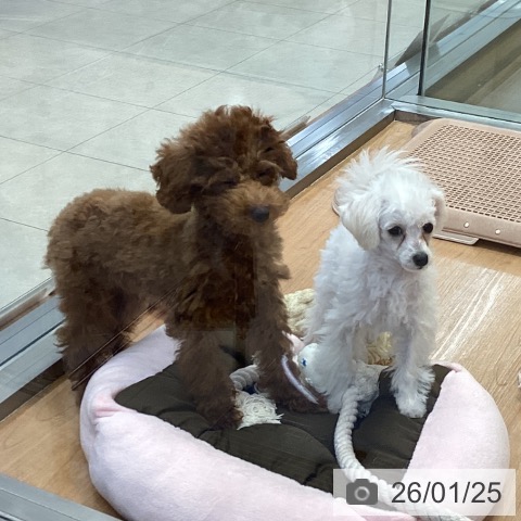 神奈川県のトイプードル(トイ) (ペッツワン 横須賀久里浜店/2025年10月10日生まれ/男の子/レッド)の子犬の3枚目の画像