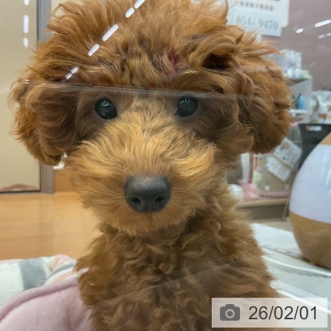 神奈川県のトイプードル(トイ) (ペッツワン 横須賀久里浜店/2025年10月10日生まれ/男の子/レッド)の子犬の4枚目の画像