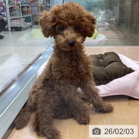 神奈川県のトイプードル(トイ) (ペッツワン 横須賀久里浜店/2025年10月10日生まれ/男の子/レッド)の子犬の3枚目の画像