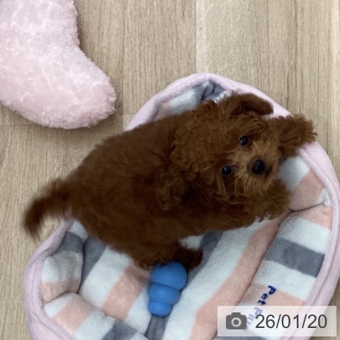 千葉県のトイプードル(トイ) (ペットプラス 船橋店/2025年10月10日生まれ/男の子/レッド)の子犬の4枚目の画像