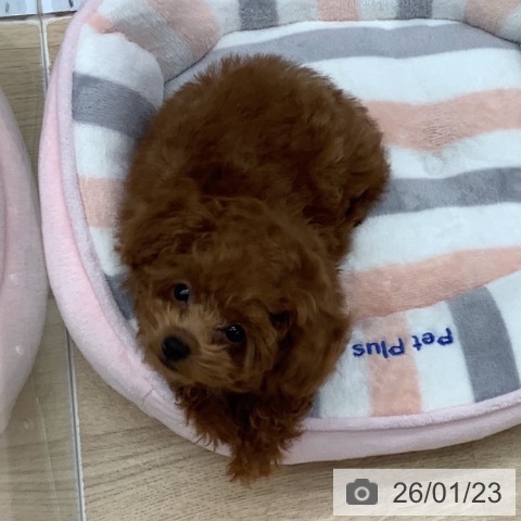 千葉県のトイプードル(トイ) (ペットプラス 船橋店/2025年10月10日生まれ/男の子/レッド)の子犬の4枚目の画像