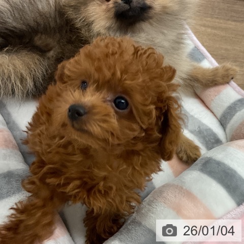 千葉県のトイプードル(トイ) (ペッツワン 千葉ニュータウン店/2025年10月10日生まれ/男の子/レッド)の子犬の3枚目の画像