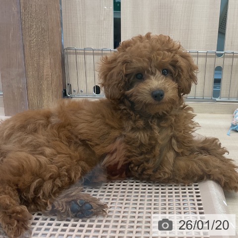 東京都のトイプードル(トイ) (ペッツワン 南砂町SUNAMO店/2025年10月10日生まれ/女の子/レッド)の子犬の4枚目の画像