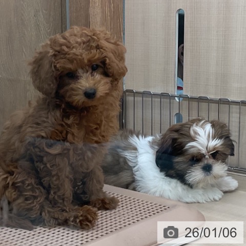 東京都のトイプードル(トイ) (ペッツワン 南砂町SUNAMO店/2025年10月10日生まれ/女の子/レッド)の子犬の3枚目の画像