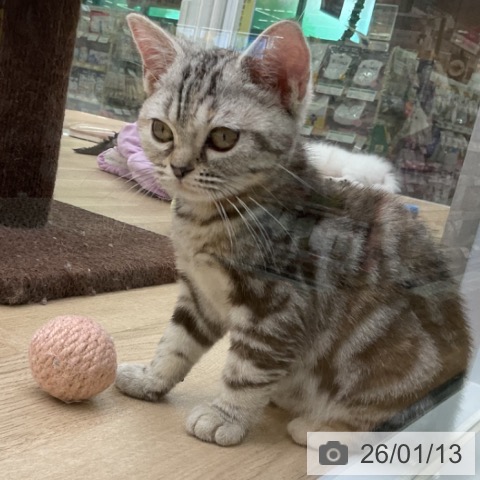 福島県のアメリカンショートヘアー (ペットプラス 福島店/2025年10月4日生まれ/女の子/シルバーパッチドタビー)の子猫の3枚目の画像